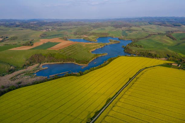 istock Aerial view on colza field 1146644622