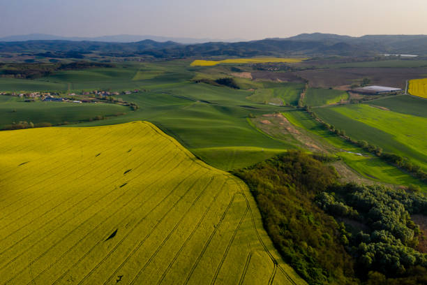 istock Aerial view on colza field 1146644641
