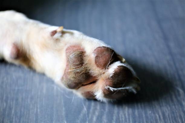 istock portrait of a dog 1146645279