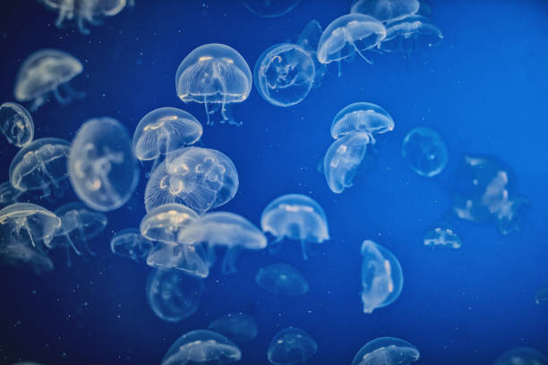 istock Jellyfish in aquarium looking like aliens 1146646543