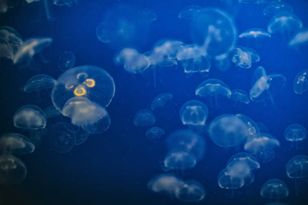 istock Jellyfish in aquarium looking like aliens 1146646609