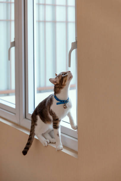 istock The cat is trying to open the glass window by himself. 1146646769