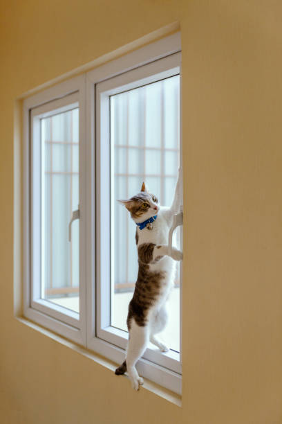 istock The cat is trying to open the glass window by himself. 1146646820