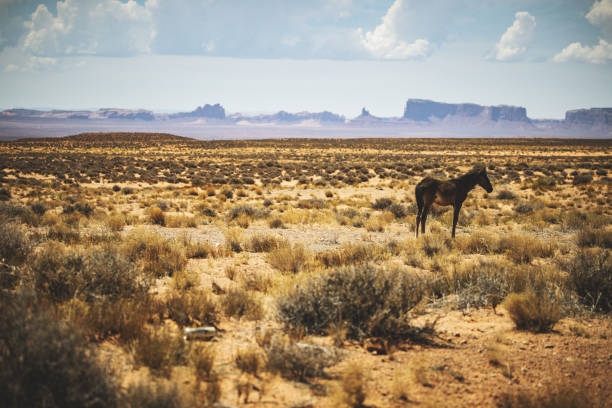 West Monument Valley Animals In The Wild Landscape Stock Photos, Pictures &  Royalty-Free Images - iStock