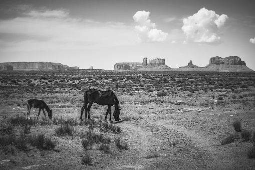 Wild horses grazing near Monument Valley in USA