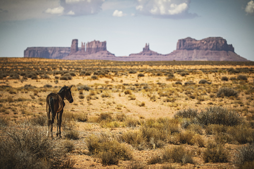 Wild horses grazing near Monument Valley in USA