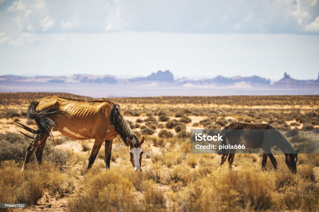 Wild horses grazing near Monument Valley in USA Horse Stock Photo