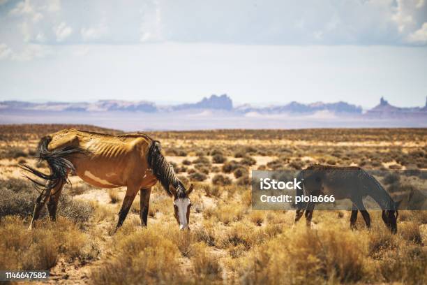 Wild Horses Grazing Near Monument Valley In Usa Stock Photo - Download Image Now - Horse, Animals In The Wild, Mesa