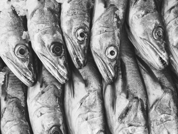 Fish in a box: european hake
