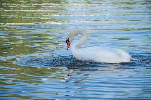 closeup of swan Making her toilet  in the lake