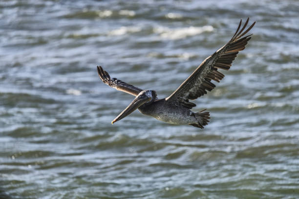 istock Pelican bird flying near San Francisco 1146647950