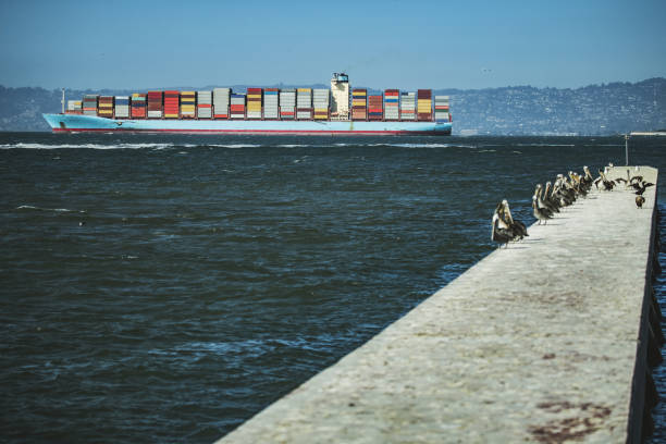 Pelicans in the San Francisco Bay