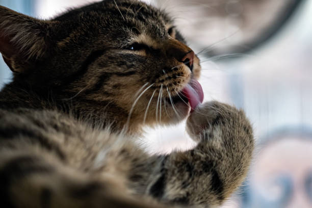 istock A very beatiful cat is licking its paw 1146649494