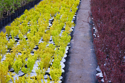 The nursery of plants and trees for gardening. Retail plant nursery