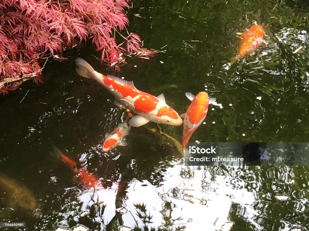 Hình Ảnh Ao Cá Koi Trong Vườn Nhật Bản Với Cây Cọ Acer Đỏ Ao Cá ...