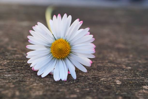 istock white daisy flower in the garden in springtime 1146651648