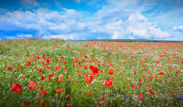 istock Poppy flowers field in spring and rain cloudy sky. 1146652888