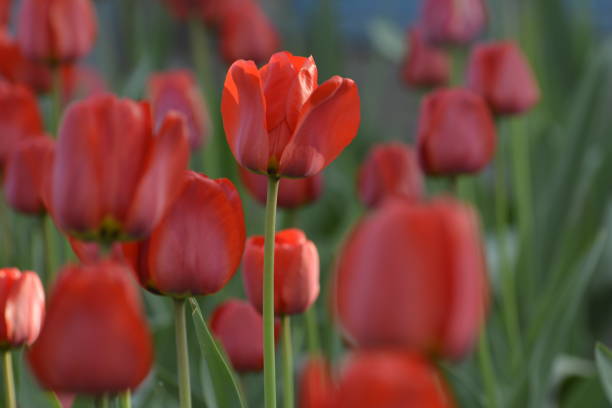 istock Red tulips in the home garden. 1146652982