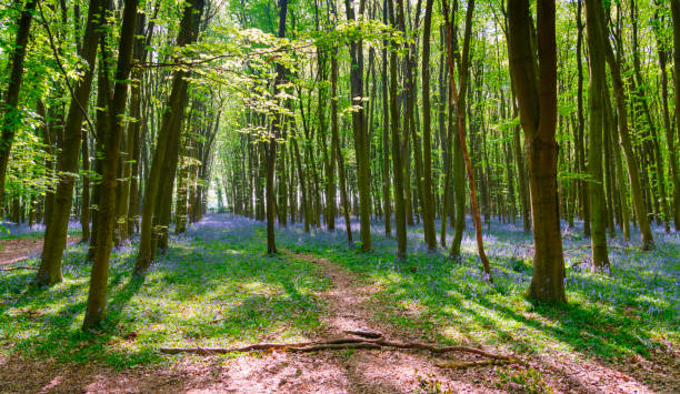 istock Bluebells Of Buckinghamshire 1146654395