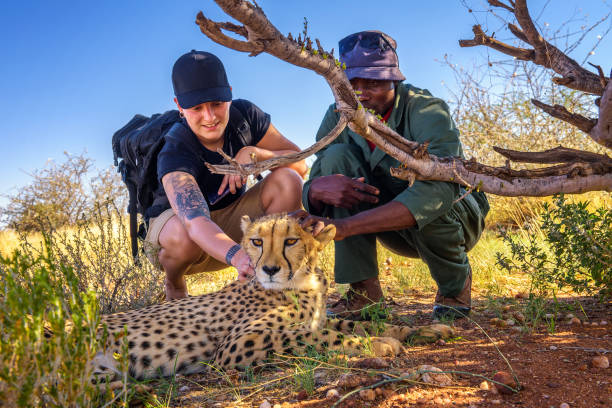 Mariental, Namibia - March 25, 2019 - Keeper and a tourist petting a cheetah near Lapa Game Lodge in Mariental.