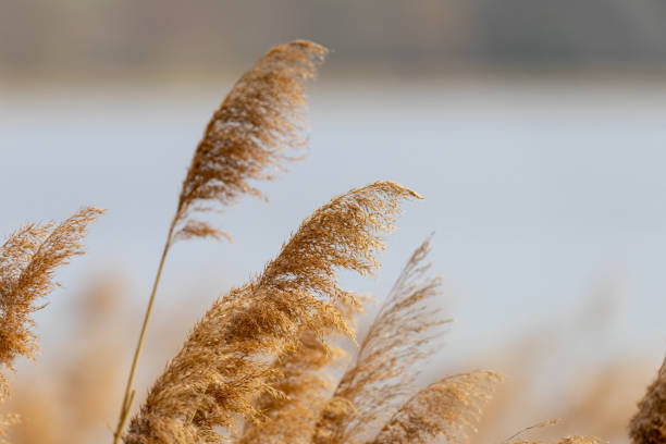 istock Reed grass in bloom, scientific name Phragmites australis, deliberately blurred, gently swaying in the wind on the shore of a pond 1146655156