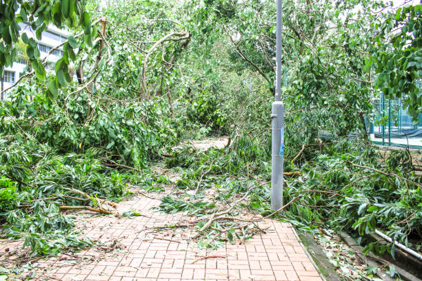 istock After Typhoon Mangkhut, 19 Sept 2018, Hong Kong, Pedestrian stop, Big tree collapse 1146656573