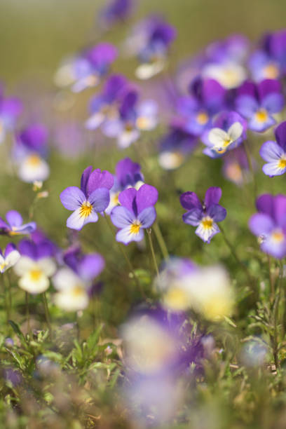Pansies flowers in sunny day.