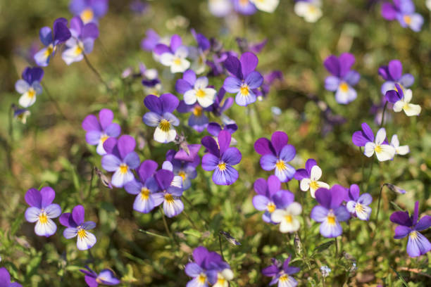 Wild Viola Tricolor in spring, Wildflower, Havelland district, Germany