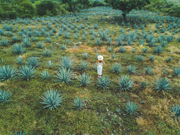 istock Woman travelling in Mexico 1146656751