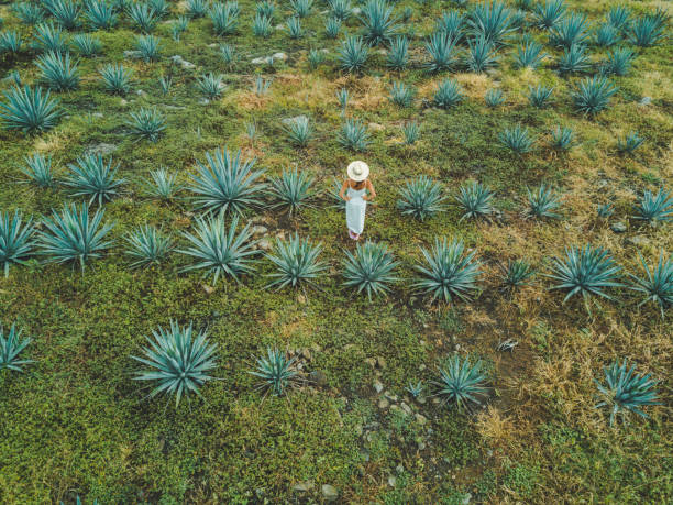 istock Woman travelling in Mexico 1146656762