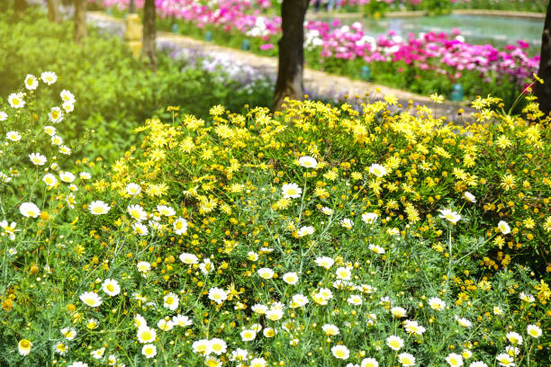 istock Garden with walk and several flowers. Sunlight 1146656884