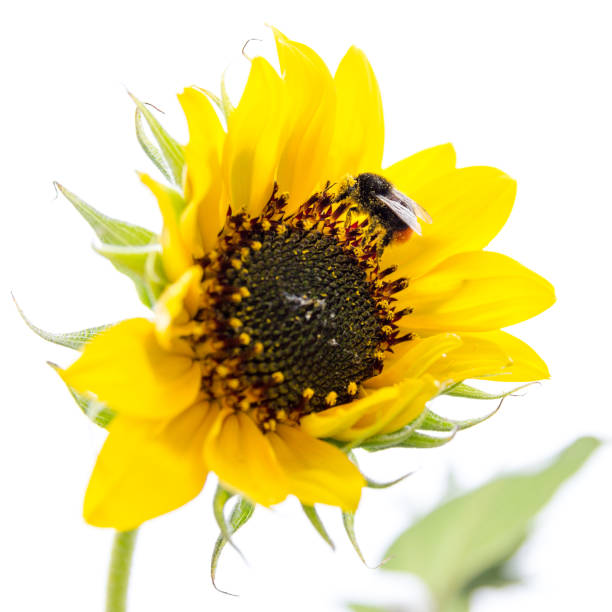 Yellow sunflower isolated on a white background.