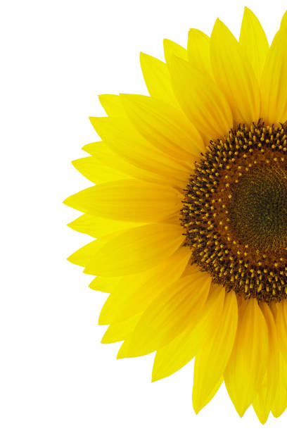 istock Yellow sunflower isolated on a white background. 1146656922