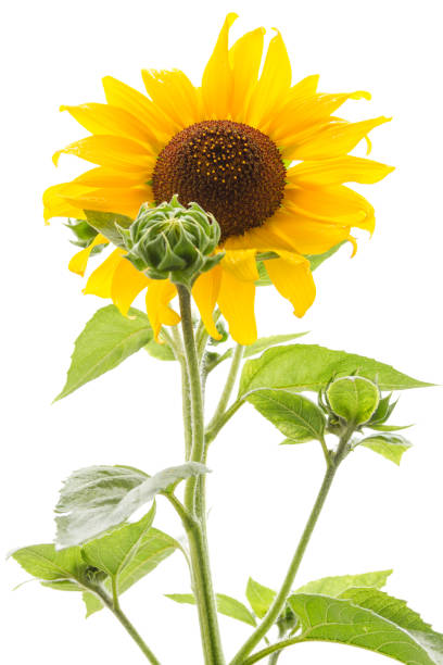 istock Yellow sunflower isolated on a white background. 1146656930