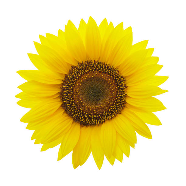 istock Yellow sunflower isolated on a white background. 1146656949