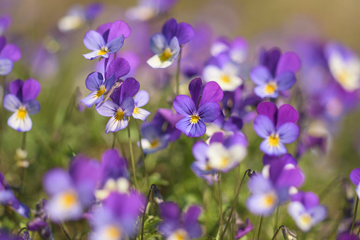 Wild Viola Tricolor in spring, Wildflower, Havelland district, Germany