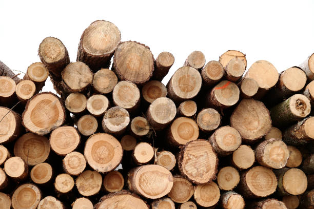 istock Stacked felled logs 1146658090