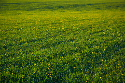 Young sprouts are on the field at sunset. Green grass closeup.