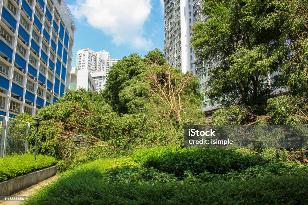 Big trees collapse on the garden by typhoon mangkhut in Hong Kong September 19, 2018, after the typhoon mangkhut in Hong Kong, big trees collapse on the garden by strong wind, nearby school and public housing 2018 Typhoon Mangkhut Stock Photo