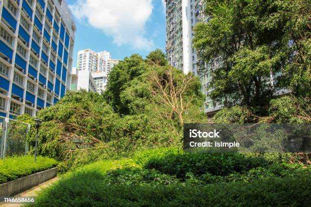 Big Trees Collapse On The Garden By Typhoon Mangkhut In Hong Kong Stock Photo - Download Image Now