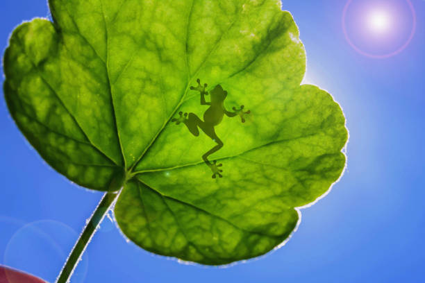 Frog on the green leaf against the light