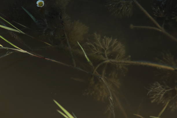 istock Water grass and herbs 1146660386