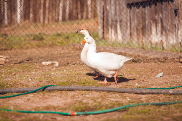 istock Geese on traditional free range poultry farm. 1146661175