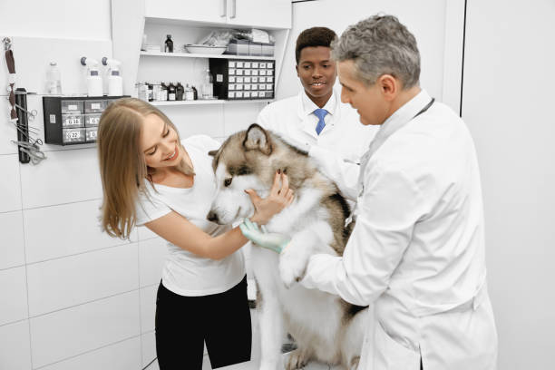 istock Vets examining alaskan malamute with owner in clinic. 1146665017