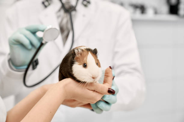 istock Hamster on hands of owner during vet examination. 1146665355