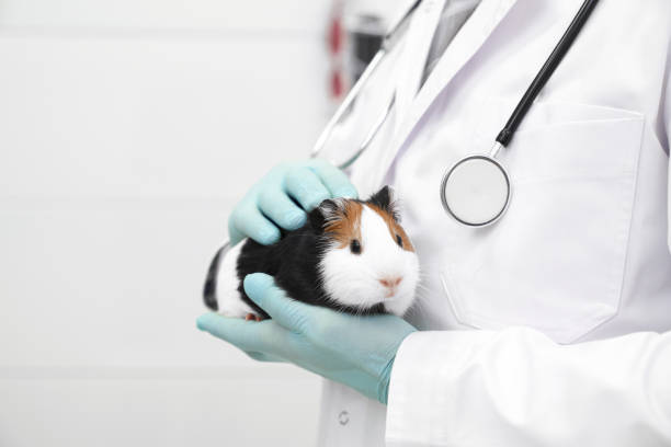 istock Vet stroking hamster, holding him in hands. 1146665952