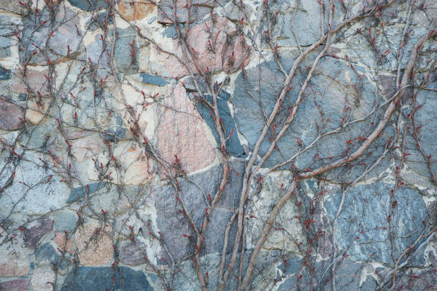 istock decorative grapewine ivy on a wall 1146670346