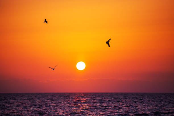 istock Sunrise and shining waves in ocean, sunrise shot. 1146671605