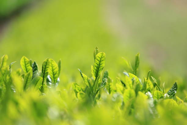 Green tea is a type of tea that is made from Camellia sinensis leaves that have not undergone the same withering and oxidation process used to make oolong teas and black teas