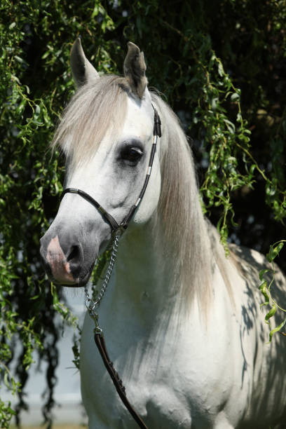 istock Amazing white shagya arab in nature 1146673699